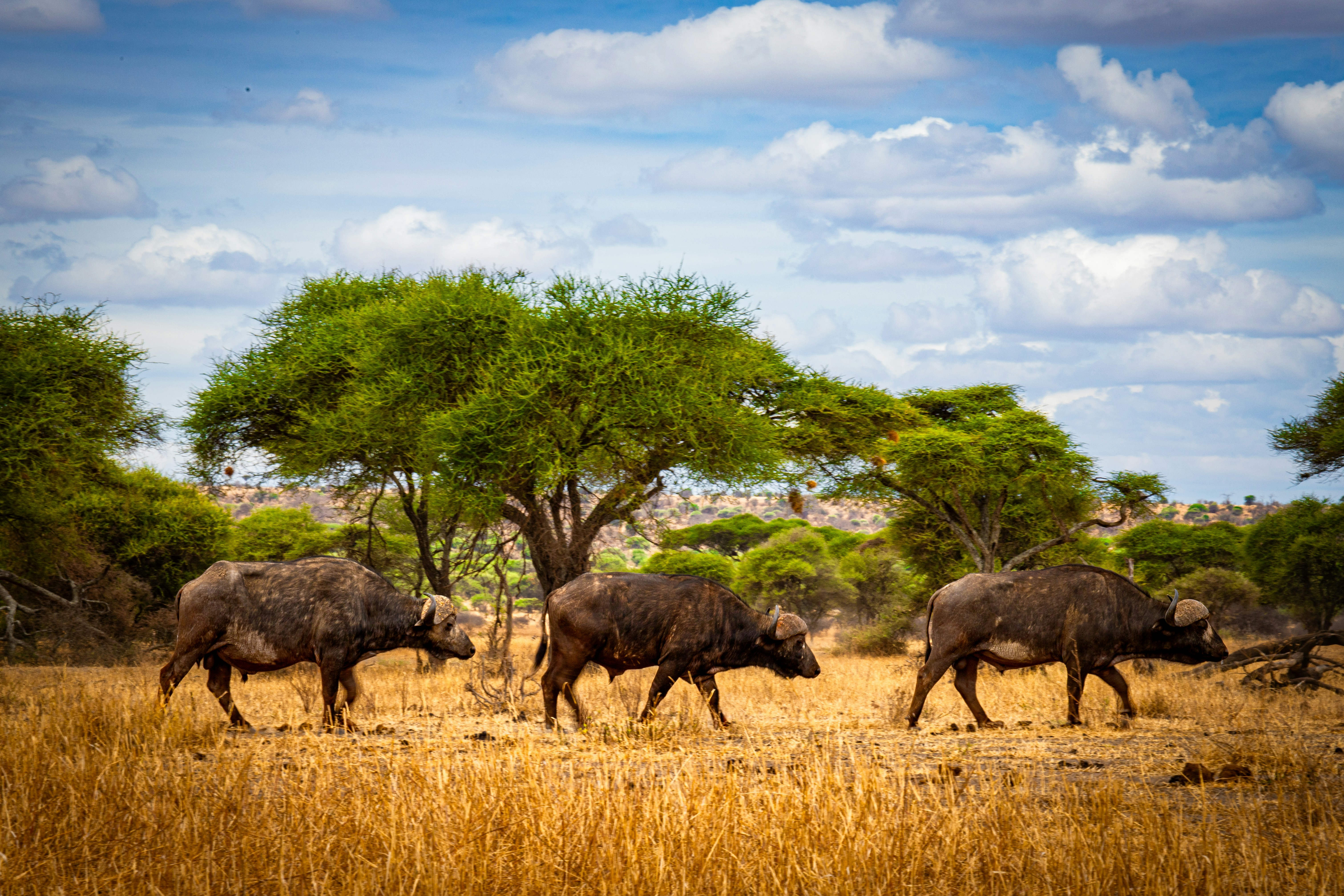 Tanzania's Great Migration