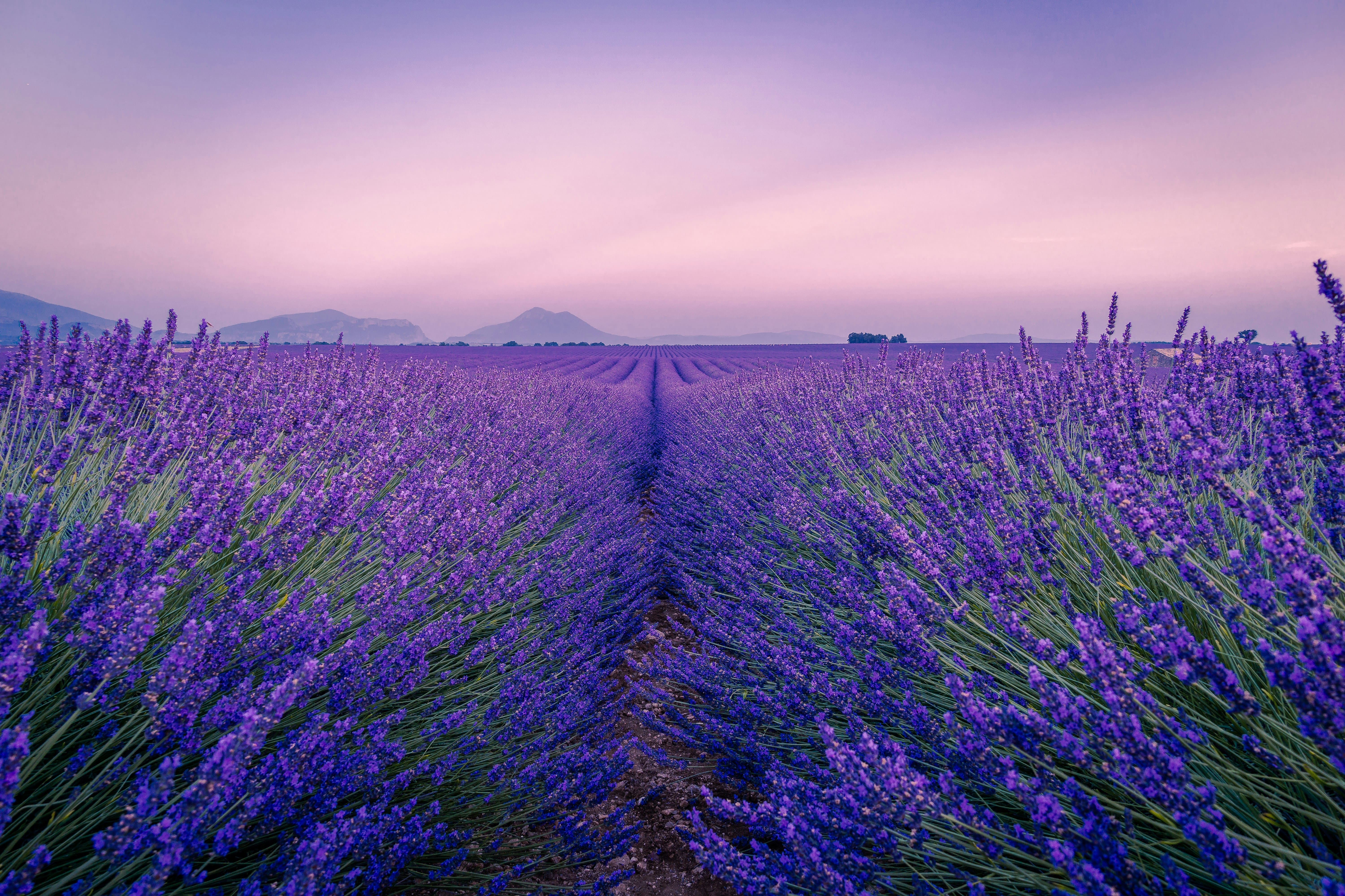 Scents of France, Corsica & Provence